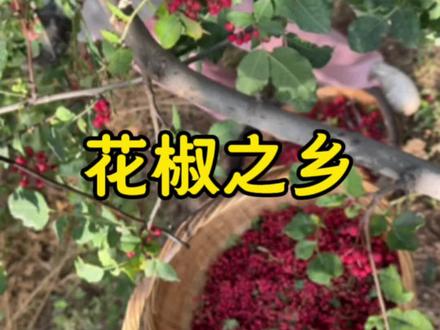 武都大红袍您觉得贵吗#花椒之乡 #大红袍花椒