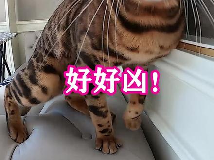 十几万的猫被打入冷宫!!! #萌宠出道计划