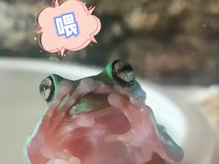 几种常见的树蛙
#爬宠 #树蛙 #姥爷树蛙 #牛奶树蛙
