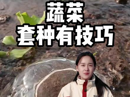 蔬菜 套种有技巧#蔬菜#种菜小技巧#种子#三农