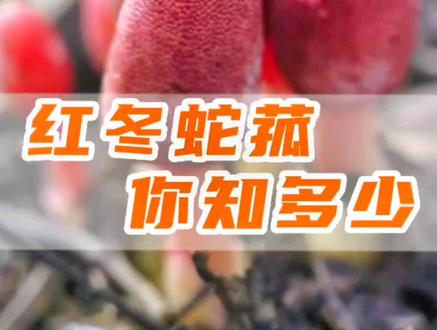 红冬蛇菰,雌雄同体,寄生葛根,分辨要清。#大自然的馈赠 ##大山里的原生态 #大健康产业