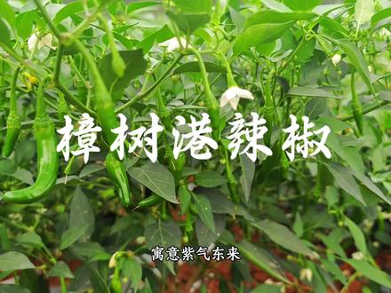辣椒界的“劳斯莱斯”,广西人种它,能分一杯羹吗#辣椒 #樟树港辣椒 #农资 #农业科普 #辣椒种植