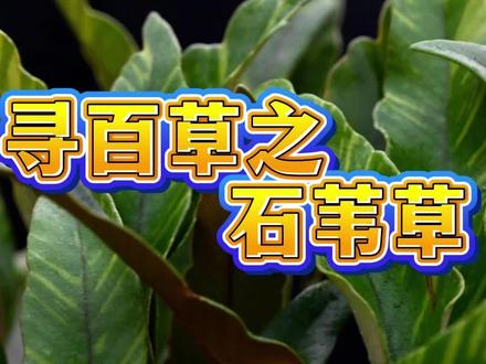悬崖石壁上的化石草,结石痛的打滚的人都在找它!#冷知识科普 #知识科普 #植物科普 #中草药 #中草药材