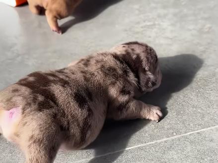 狗界的暖心大哥大“恶霸犬”#动物科普 #知识科普 #恶霸犬