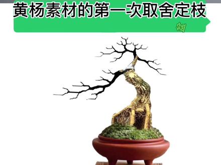 修剪一个黄杨素材,如何选桩、取舍、定枝#盆景艺术 #盆景制作 #黄杨盆景 #我要上热门 @DOU+小助手 @抖音热点宝