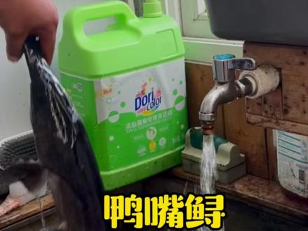 鸭嘴鱼的处理方法#90后创业 #长寿鱼 #鸭嘴鱼#水产