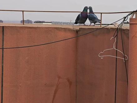 第40集|黑胖子和大妞的抉择③呆呆鸟爱吃恩希玛豆#动物 #真实还原 #剧情 #守护镜头里的动物 #狂想地球村