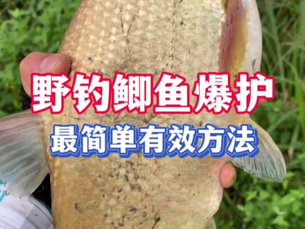 野钓鲫鱼爆护,最简单有效方法,你知道吗? #钓鱼 #钓鱼饵料 #钓鲫鱼 #钓鱼人 #我的钓鲫鱼好装备