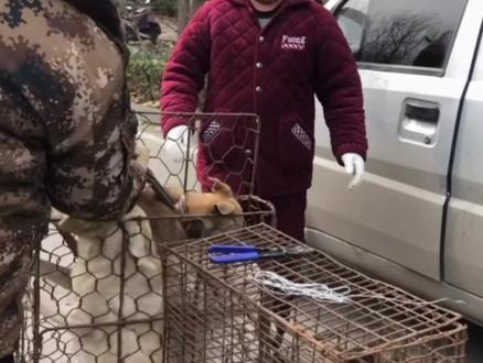 一年吃掉1000万只狗,肉狗来源令人意外,广西成为主要消耗地