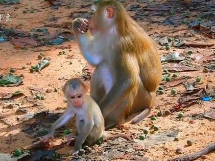 露娜一家安静祥和,露西让着淘气的路诺