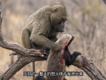 平头哥蜜獾咬死了小狒狒,结果遭到了报复 #神奇动物在抖音 #狒狒 #蜜獾 #万物可爱计划 #神奇的动物纪录片