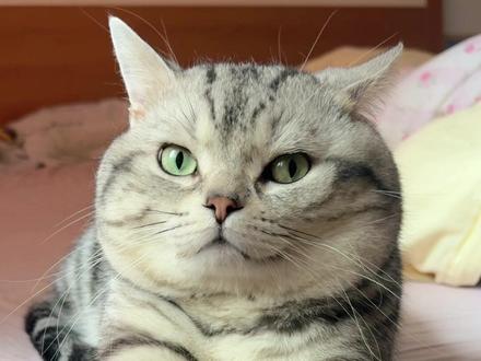 抱歉 伤害你们的事我做不到 #猫不可貌相 #520 #猫咪表情包大赏 #猫宠出道计划 #糟糕这只小猫咪谁顶得住啊