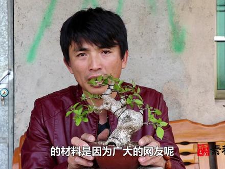 漂亮的三角梅小盆景,教你如何快速制作出来!