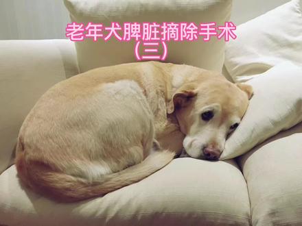 布衣十岁半那年因为肿瘤摘除了脾脏,现在 过去三年多了。#拉布拉多 #萌宠 #老年犬