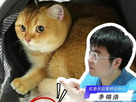 毛孩子是不是抽搐要这样判断!#真实生活分享计划 #猫咪 #猫咪抽搐 #宠物知识 #瑞派宠物医院
