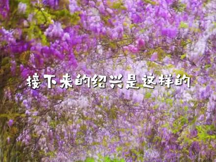 @绍兴人,接下来的绍兴是这样的!#绍兴 #赏花 #春天