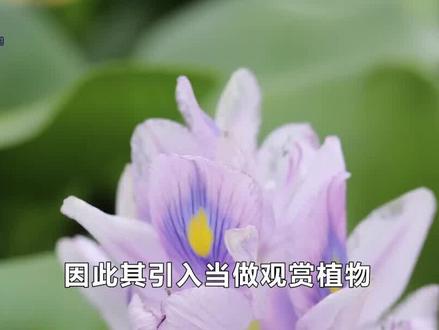 水葫芦曾在我国泛滥成灾,弱点实在太奇葩,只一招就将它团灭了? #水葫芦 #凤眼莲 #科普 #涨知识