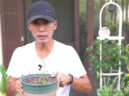 铁线莲枯萎不要仍,它只是休眠没有死,秋天一到又会开爆花