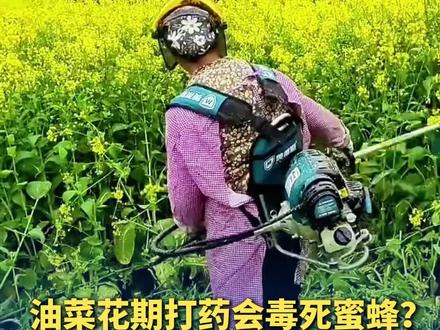 油菜花期打药会毒死蜜蜂?权威回应:能打,但要科学地打!只要选对药、掐准点、通好气,双赢!(中央农广之声)(编辑:十一)#官方辟谣油菜打药毒死蜜蜂 #抖音媒体辟谣团