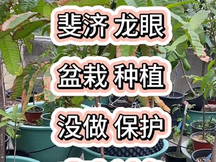 #上热门 盆栽种植,斐济龙眼,没做保护,成功过冬
以下是网络查到相关信息
斐济龙眼,通常指的是无患子科番龙眼属的植物,以下是关于它的介绍:
• 基本信息:中文正式名番龙眼,也被称为斐济龙眼、岛荔枝、巴西龙眼等,拉丁学名为Pometia pinnata,原产于东南亚和太平洋岛屿地区,如斐济、马来西亚、印度尼西亚等。
• 形态特征
• 树体:树高可达20米甚至更高,树冠能够延伸至30英尺或更宽,是一种较为高大的乔木。
• 叶片:叶子为大型的羽状复叶,小叶通常呈长椭圆形,边缘全缘,叶片表面光滑,颜色深绿。
• 花朵:花小,呈黄绿色,为圆锥花序,通常生长在枝条的顶端或叶腋处,开花时花朵密集,香气浓郁。
• 果实:果实为核果,呈圆形或椭圆形,直径约为2-3厘米,未成熟时为绿色,成熟后变为黄色、红色或黑色。果皮薄而硬脆,果肉为白色或淡黄色,质地柔软多汁,味道甜美,带有淡淡的榴莲味或荔枝味。
• 生长习性:斐济龙眼是一种热带和亚热带果树,喜温暖湿润的气候,不耐寒冷和干旱。适合在海拔500米以下、土壤肥沃、排水良好的地方生长。
• 主要价值
• 食用价值:斐济龙眼的果肉富含维生素C、维生素E、膳食纤维以及多种矿物质,具有抗氧化、增强免疫力、促进消化等功效。果实除了鲜食外,还可以加工成果汁、果酱、果干等。
• 经济价值:斐济龙眼木材坚硬,纹理美观,是优质的建筑材料、家具材料和造船材料,具有较高的经济价值。
• 观赏价值:斐济龙眼树形优美,枝叶繁茂,花朵香气扑鼻,果实色彩鲜艳,是一种优良的观赏树种,可以用于庭院绿化、街道绿化和公园绿化。#阳台小院均可种植 #记录我的种植生活 #盆栽 #龙眼