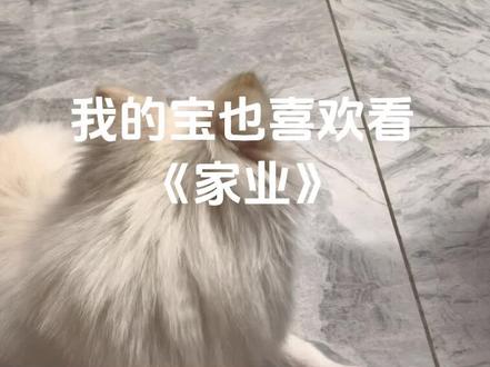我的美宝也喜欢看《家业》#家业 #李祯 #杨紫