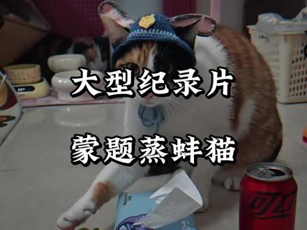 东西是分不清的,答案是全靠蒙的,真棒是必须要夸的,题海战术在它这是最失败的#大笨猫