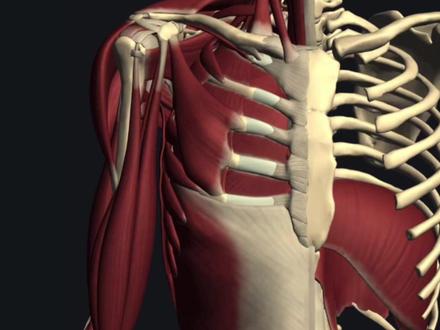 与呼吸相关的肌肉解剖 #运动解剖 #运动康复