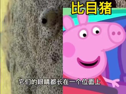比目鱼和比目猪一样受人喜爱#科普 #海鲜 #海洋生物 #海鲜美食 #海鱼 #小猪佩奇 #神奇动物在抖音