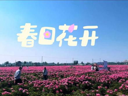 寻药都春韵,赴芍花之约 @亳州公交集团