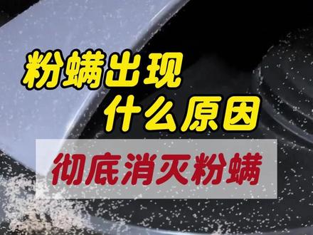 粉螨出现什么原因,彻底消灭粉螨。 家里有这个虫子是什么原因?
你知道吗?这个虫子叫粉螨,白色的针尖大小,是一种潮湿发霉引起的虫子,繁殖速度特别快。
最近下雨潮湿天气,使室内湿度升高,食品和木材受潮就会爆发,不但造成食品变质,还会引起过敏皮炎和呼吸道疾病!厨房客厅床铺到处都是,处理不好经常反反复复。#粉螨 #粉螨怎么消灭 #粉螨杀虫剂 #粉螨是如何产生的 #粉螨危害