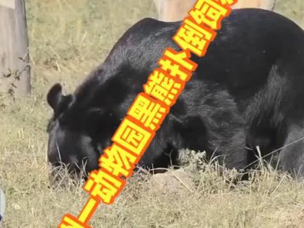 杭州一动物园黑熊扑倒饲养员