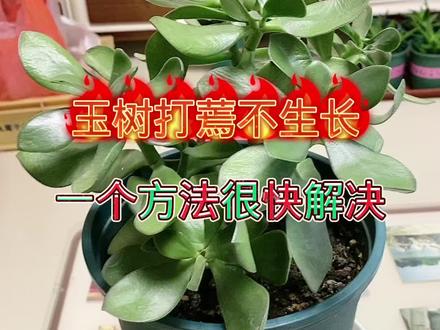 #养花小知识 #养兰人 #鲜花绿植 @DOU+小助手