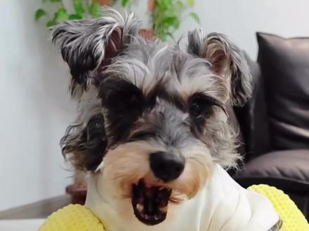 听说这个玩具已经在狗届传疯了#狗狗玩具 #狗狗的心思都写在脸上了 #养狗人 #狗狗 #养狗小知识