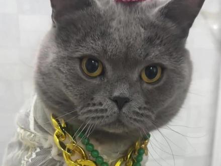 尿完真的瘦了!!! #真实生活分享计划 #尿闭的猫咪 #骗猫咪喝水 #萌宠帮帮团