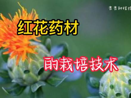 红花的栽培技术 #中草药 #药用植物 #红花的栽培技术