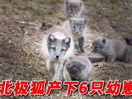 北极狐一胎产下6只幼崽,它攀上崖壁捕捉海鸟 #动物世界 #保护野生动物 #自然纪录片解说
