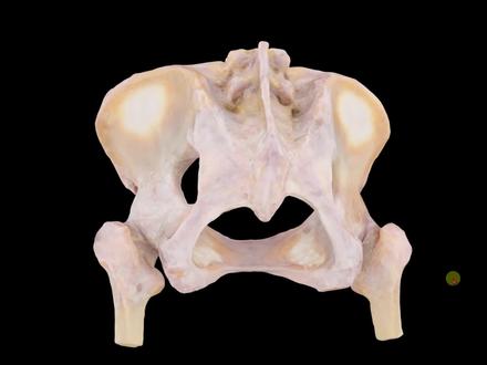 鉴别男、女骨盆 #解剖学 #医学生 #法医 #骨盆 #医学科普 #人体知识 #医学知识 #产科