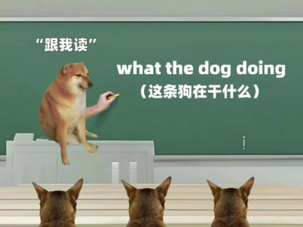 what the dog doing!#我的刀盾 #猫meme #抽象 #热梗 #虚拟主播 原作者@招财meme