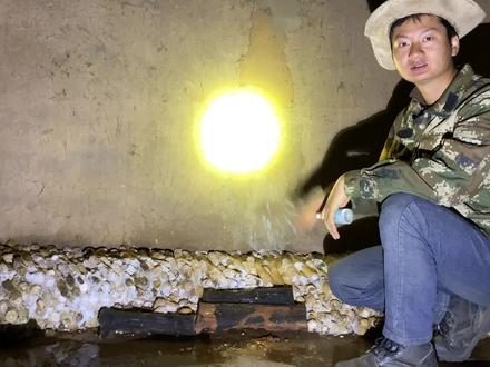 生长了46天的平菇菌丝,看这玉米芯上全是白花花的一层