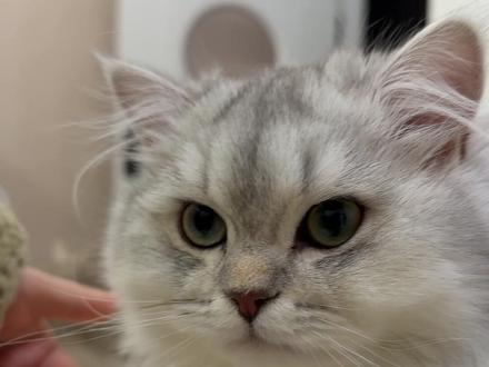 谁家小猫会 咩咩咩~呀#养宠知识 #养猫的乐趣 #萌宠出道计划 #猫咪换牙