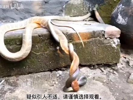 巨型眼镜王吃游蛇,王者碾压 #蛇 #过山峰 #游蛇