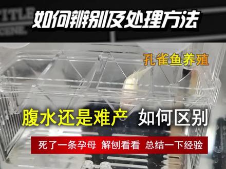 孔雀要生了,难产还是腹水,如何辨别 #圣光高照 #孔雀鱼难产 #孔雀鱼腹水 #孔雀鱼腹水和孕母的区别