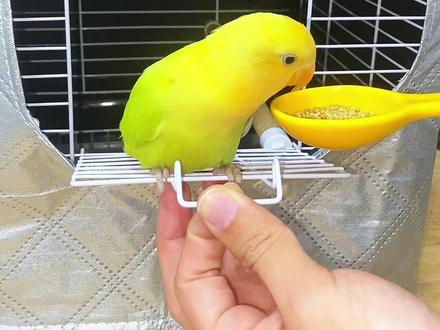 鹦鹉冬天没有这个保暖罩 该怎么熬啊#鹦鹉鸟笼保暖 #养鸟经验分享 #宠物日常记录