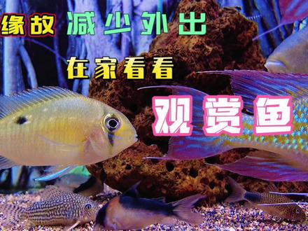 疫情当前!减少户外活动~居家没事摆弄鱼缸…看看养的热带鱼