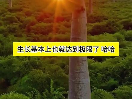 为什么树很难长到100米,原因竟然是水 #科普 #涨知识 #植物 #树 #有趣