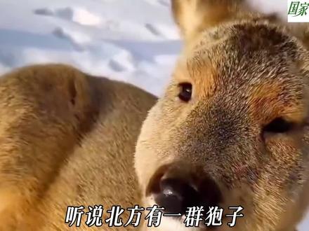 傻狍子 东北有三傻,狍子是老大#傻狍子#动物科普#国家公园奇境行#2025年度宝藏生物#抖音知识年终大赏