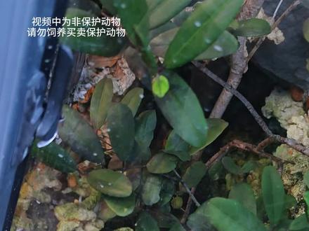 幸运儿都到这里集合! 我来打个样 我想养一条座头鲸!#雨林缸 #万物可爱计划 #神奇动物在抖音