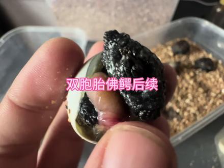 距离开蛋出双胞胎已经过去好些天了,今天来给大家更新一下后续。 #佛鳄龟双胞胎 #魔眼佛鳄蛋 #乌龟苗破壳 #乌龟剥蛋 #养龟人