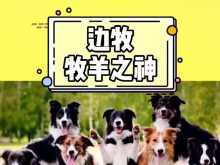 看边牧放羊,真的是一场视觉盛宴#边境牧羊犬