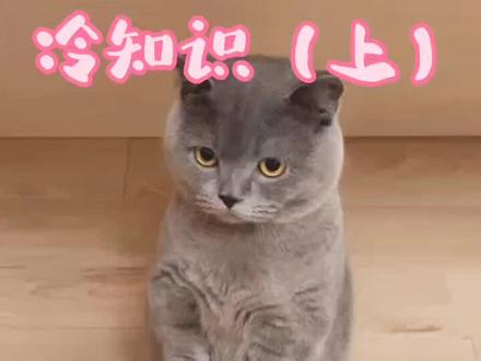 四肢发达傻乎乎的土肥圆蓝猫你爱吗?#猫咪 #蓝猫 #冷知识